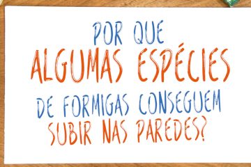 Por que algumas espécies de formigas sobem nas paredes?