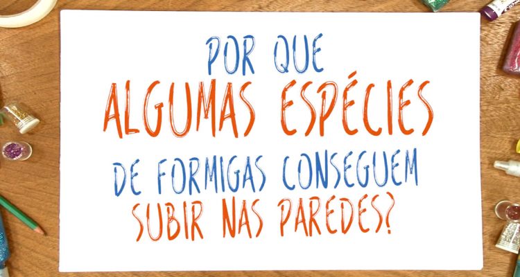 Por que algumas espécies de formigas sobem nas paredes?